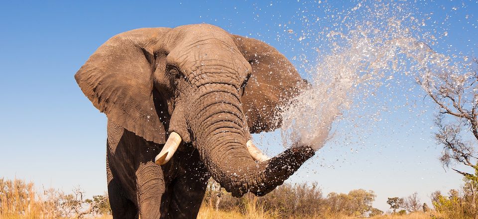 Circuit complet au Botswana avec véhicule ouvert, en camp exclusif au cœur des parcs, du Kalahri aux chutes Victoria !