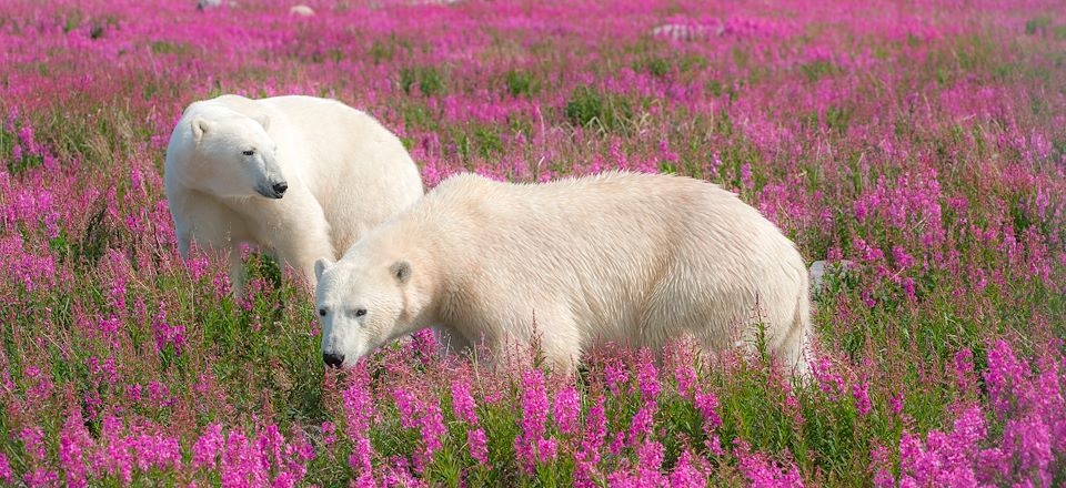Exploration fascinante au cœur de l'été arctique avec Rémy Marion et observation des ours noirs, ours polaires et bélugas...