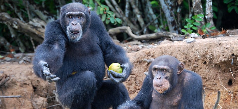 Exploration en Côte d'Ivoire : Observation des primates et des chimpanzés, Circuit ethnobotanique, plages et immersion !