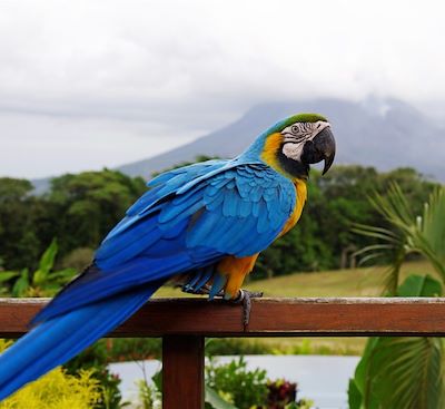 Voyage d'une semaine au Costa Rica du Volcan Arenal aux Montagnes de Talamanca, via les parcs Manuel Antonio et Marino Ballena ! 
