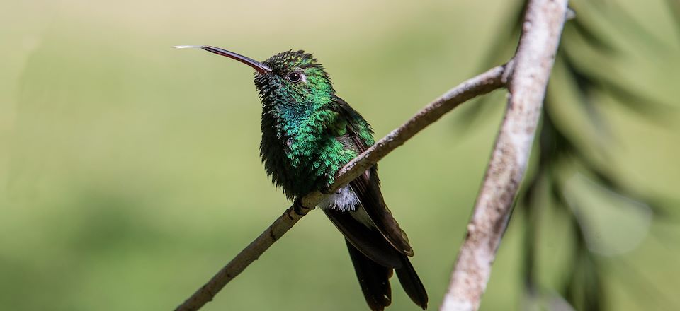 Voyage ornithologique à Cuba : observation de l'avifaune à Topes de Collantes, Guanahacabibes, Viñales et Cienaga de Zapata