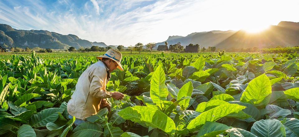 Voyage à Cuba chez l'habitant, découverte des paysages, des cités coloniales, ponctuée de baignades dans les cascades ou Caraïbes.