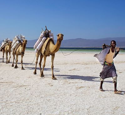 Trek chamelier à Djibouti du Lac Abbé au Lac Assal, puis aux Monts Goda, plages et snorkeling Ras Ali, Arta Plage, l'île Moucha