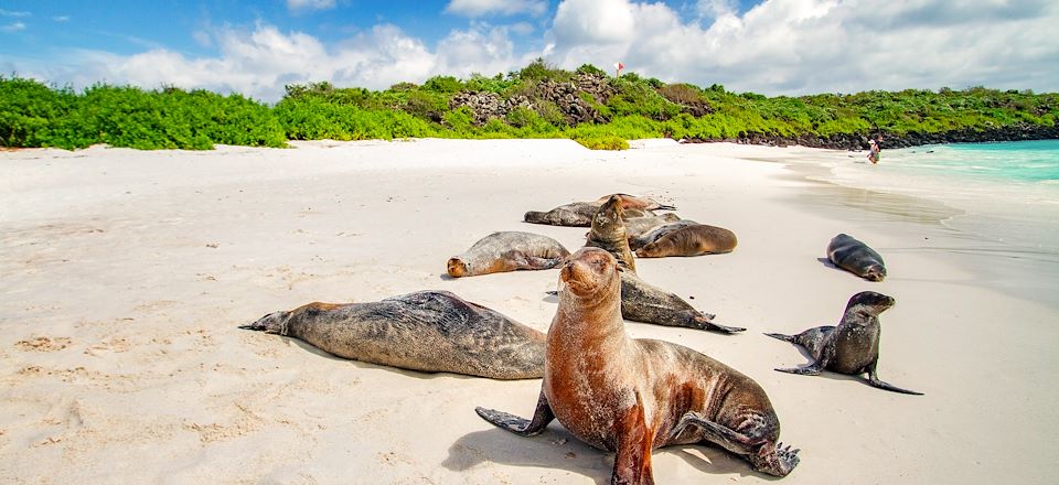 L'Équateur sans concession et les Galápagos