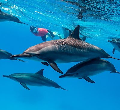Voyage éco participatif pour préserver les dauphins de la Mer Rouge