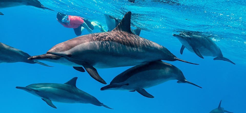 Voyage éco participatif pour préserver les dauphins de la Mer Rouge