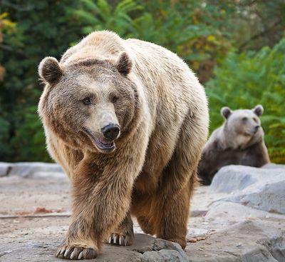 Séjour dans le parc naturel de Somiedo, à la recherche des ours bruns, avec une nuit en bivouac au cœur de la nature sauvage. 