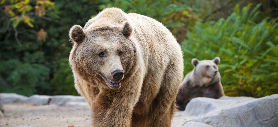 Séjour dans le parc naturel de Somiedo, à la recherche des ours bruns, avec une nuit en bivouac au cœur de la nature sauvage. 