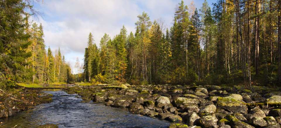 Au cœur de l'été arctique finlandais