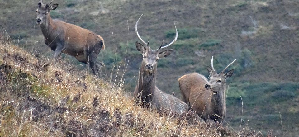 Randonnée en liberté dans la Vallée du Louron dans les Pyrénées pour observer le brame du cerf et admirer les couleurs d'automne