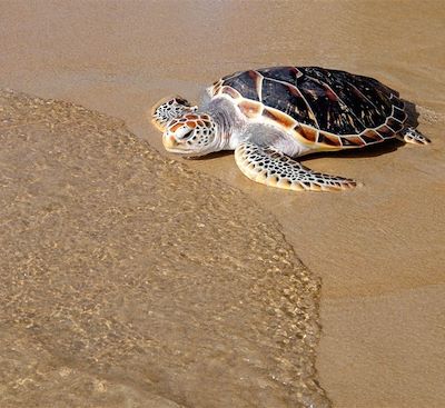 Voyage en Guinée-Bissau à la découverte de l'archipel sauvage des Bijagos, avec dates spéciales ponte et naissance des tortues ! 