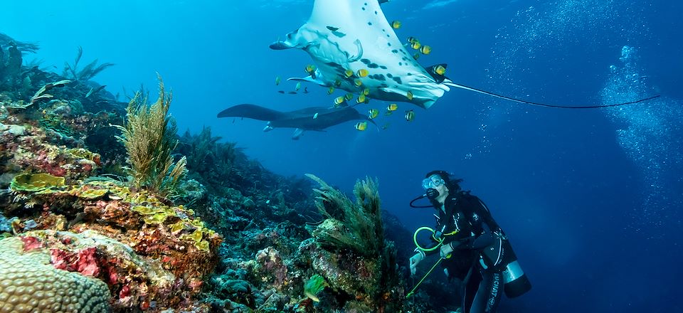 Partez pour une croisière plongée à Raja Ampat, et explorez l’un des plus beaux sites de plongée au monde.