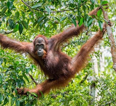Découverte très nature de Sumatra à travers la forêt, le lac Toba, l'observation des éléphants et des orangs-outans