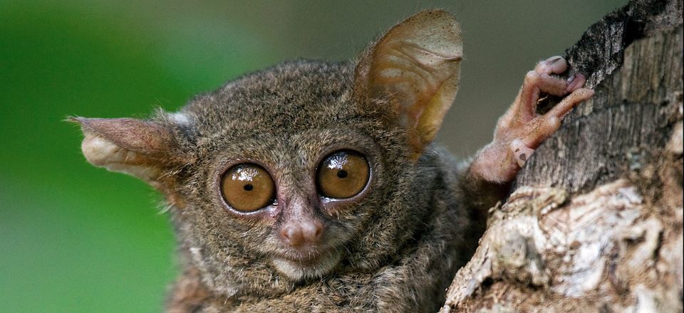 Incursion en Sulawesi ! Au fil des rencontres ethniques, des paysages paradisiaques de volcans actifs et plages de rêve.