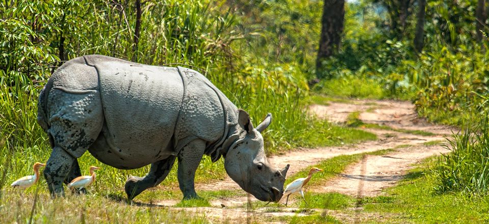 Découverte des Seven Sisters, paysages montagneux à Kohima, forêts luxuriantes à Kaziranga et traditions ancestrales chez les Naga