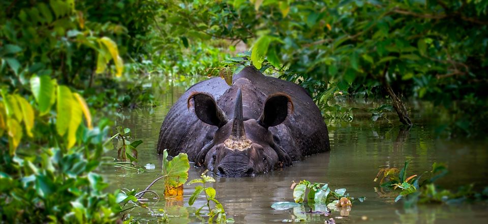 Voyage au nord-est de l’Inde, hors des sentiers battus : balades à Calcutta, randonnées à Cherrapunji, safari à Kaziranga...