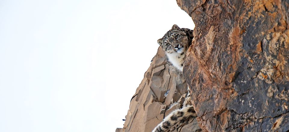 Observation de la panthère des neiges au parc national d’Hemis, dans les vallées de Rumbak et d’Ulley, au Petit Tibet (Ladakh).