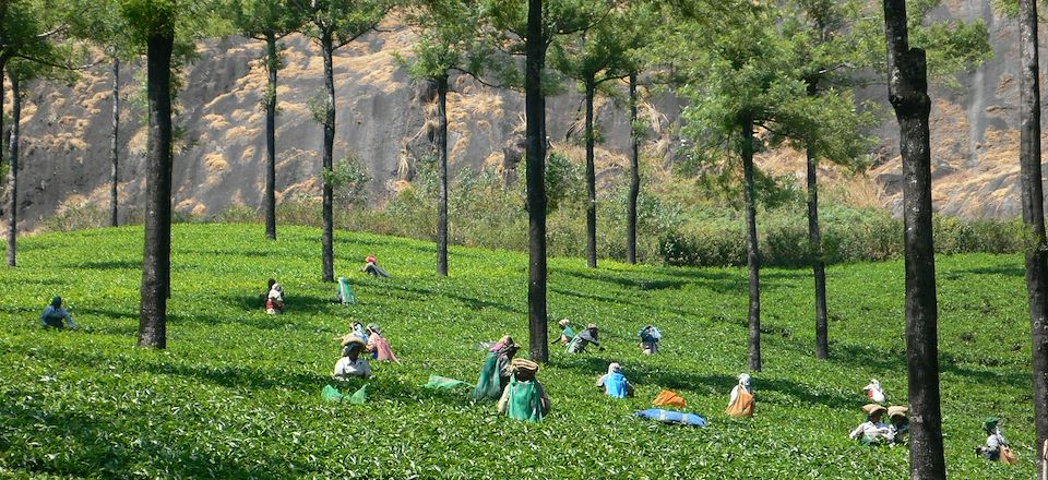 Randonnée dans les plantations de Munnar au Kerala et découverte des lieux emblématiques du Tamil Nadu