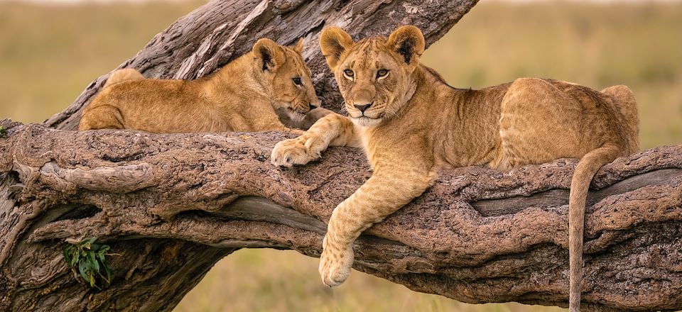 Safari confort dans les plus beaux parcs du Kenya et de la Tanzanie et découverte de Zanzibar