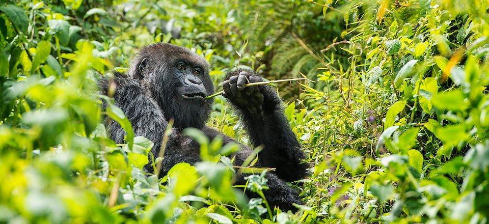 Safaris au Kenya et trek gorilles en Ouganda, du Masai Mara à Amboseli en passant par le Lac Naivasha, en 4x4