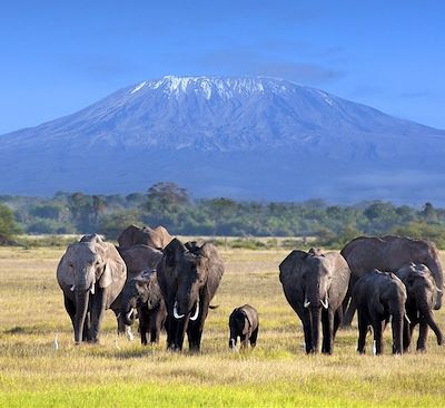 Safari complet dans 6 parcs mythiques : Masai Mara, Amboseli, Nakuru,Tsavo... Rencontres Masai et plages de Diani