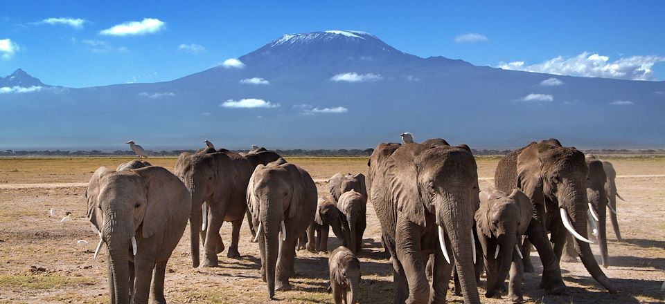 Safaris dans 6 parcs : Masai Mara, Amboseli, Nakuru,Tsavo Est, Naivasha et Hell's Gate, Rencontres Masai et plages de Diani