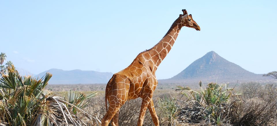 Le meilleur des Safaris du Kenya en 4x4 du mythique Masai Mara au merveilleux Samburu en passant par le Lac Nakuru