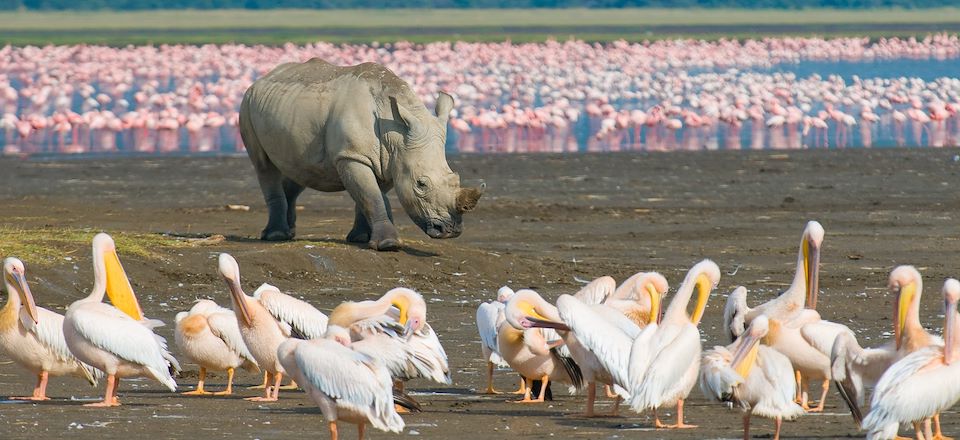 Safari dans le mythique Masai Mara et dans les parcs des lacs Nakuru et Naivasha en véhicule, à pied, à vélo et en bateau