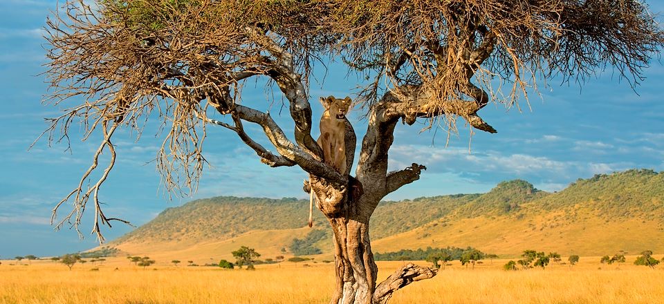 Deux jours de randonnée sur les collines de Loita avant un grand safari sur Masai Mara. Une véritable immersion chez les masais.