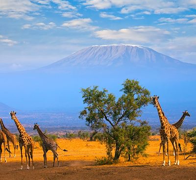 Un grand safari à travers les plus belles réserves kényanes : Amboseli, Naivasha, Nakuru et le Masai Mara 