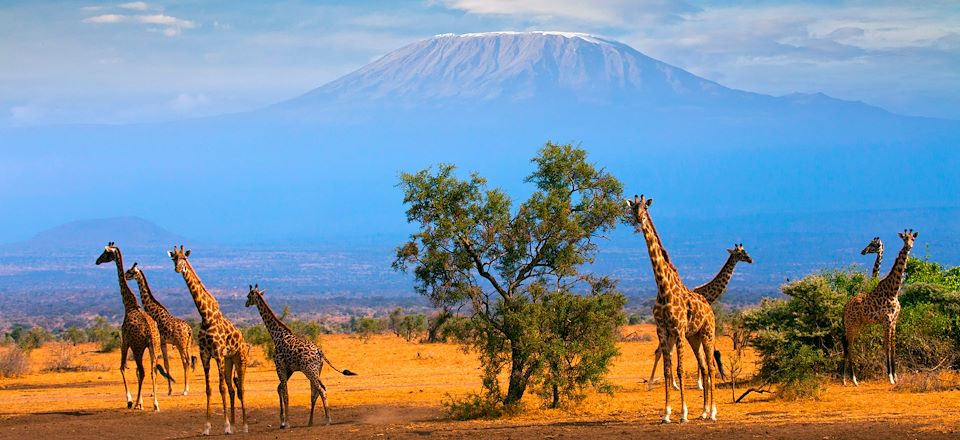 Un grand safari à travers les plus belles réserves kényanes : Amboseli, Naivasha, Nakuru et le Masai Mara 