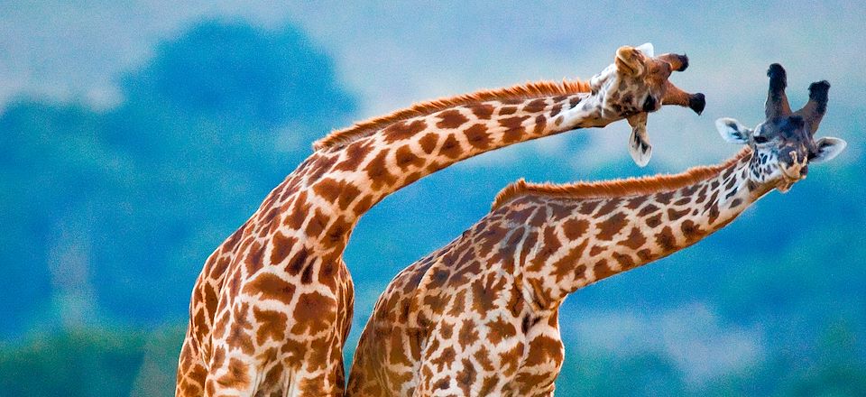 Un safari au Kenya de 10 jours de Masai Mara à Amboseli en passant par le Lac Naivasha, avec train locale et séjour plage à Diani