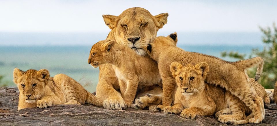 Safari avec des enfants, des plaines de savane du Masai Mara aux plages dorées de Zanzibar