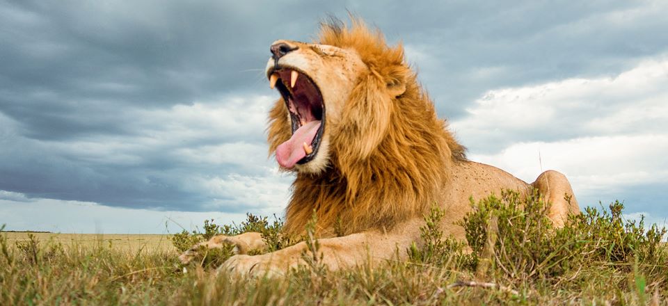 Safari du Masai Mara au parc d'Amboseli sans oublier le lac Naivasha et les plages paradisiaques de Diani