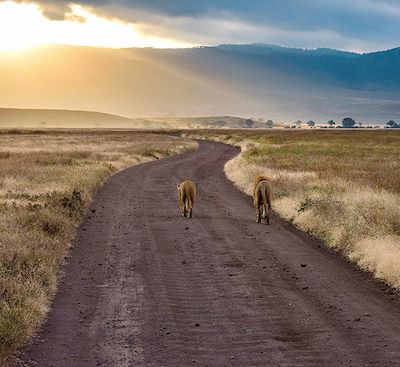 Voyage safari sur les traces de Kessel et Hemingway : Amboseli, Masai Mara, Serengeti, NGorongoro avec Olivier Weber de la SEF