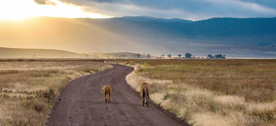 Voyage safari sur les traces de Kessel et Hemingway : Amboseli, Masai Mara, Serengeti, NGorongoro avec Olivier Weber de la SEF