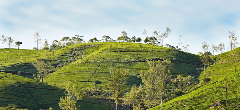 Road trip au Sri Lanka avec chauffeur, une aventure au gré des randonnées, des plages, des trains et des sites incontournables.