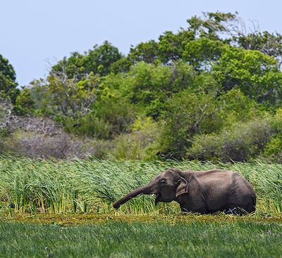Best of du Sri Lanka en écolodge, entre découverte hors des sentiers battus et safari au milieu d'une nature préservée !