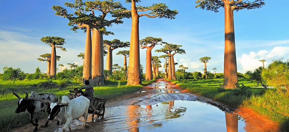 Voyage à Madagascar avec un guide avec la découverte de la célèbre Allée des Baobabs et randonnée dans les Tsingy de Bemaraha