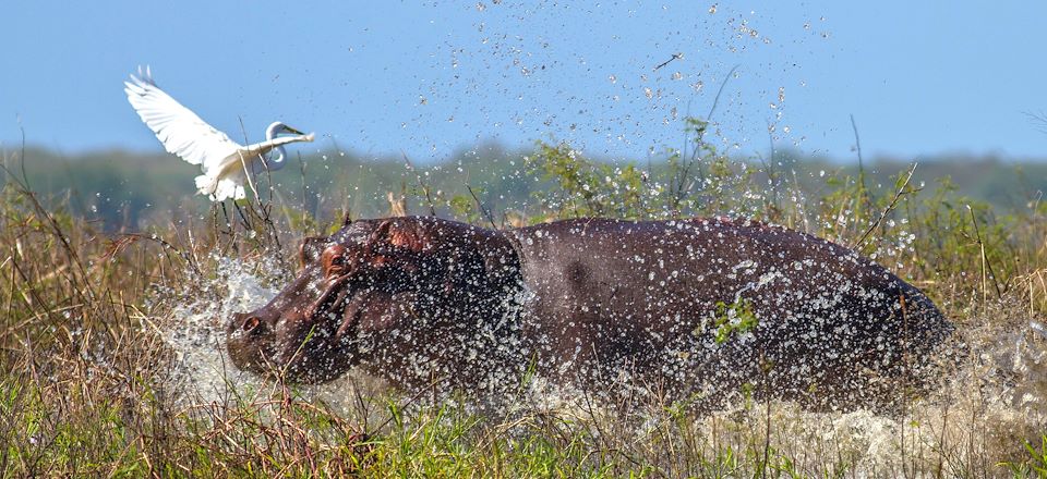 Safari hors des sentiers battus au Mozambique et plaisirs balnéaires à Vilanculos...