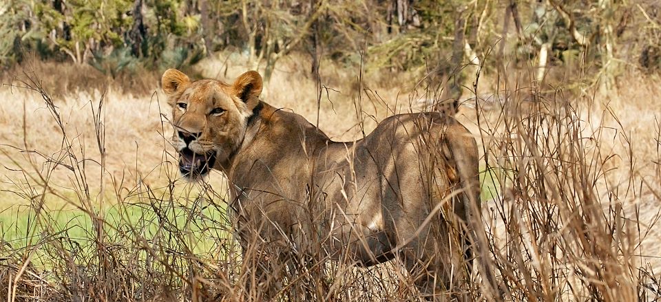 Safari dans le parc de Gorongosa, rando dans la foret primaire de Chimanimani et plages paradisiaques de Vilanculos