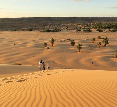 Petite randonnée chamelière entre dunes somptueuses et oasis luxuriantes de l'Adrar