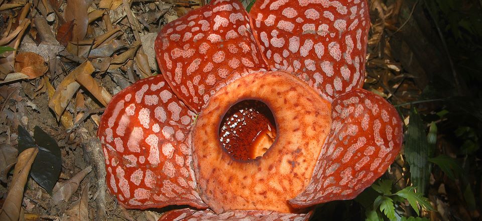 Randonnée en Malaisie péninsulaire et découverte de Langkawi