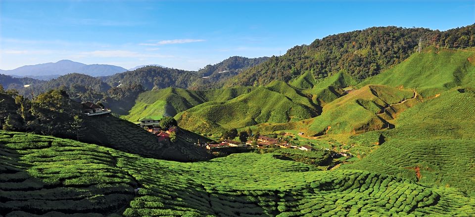 11 jours pour découvrir Kuala Lumpur, Cameron Highlands et la vie d’une famille Orang Asli avec un guide puis balades en autonomie