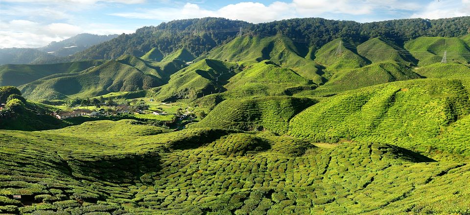 La Péninsule de Malaisie: ses temples, ses plantations de thés, ses villes, ses plages. Alternance de visites guidées et libres