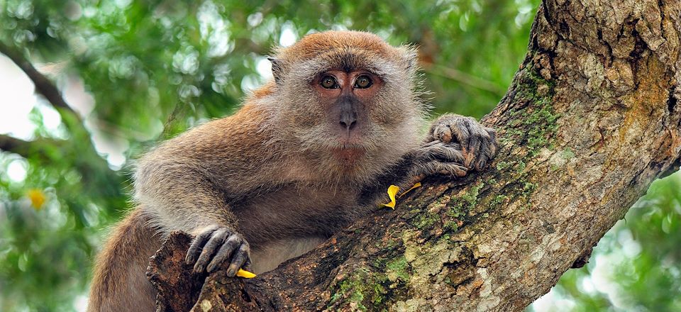 Voyage guidé dans les villages, la jungle et les plantations de thé et en autonomie sur Penang et les iles Perhentian