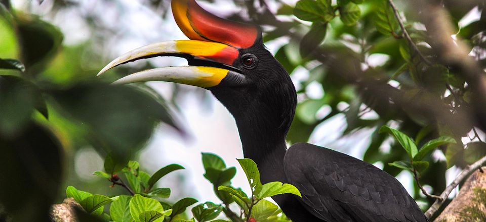 Voyage de 16 jours en Malaisie combinant la Péninsule et Bornéo: KL, Penang, Cameron Highlands, randos et orang Outan au Sarawak