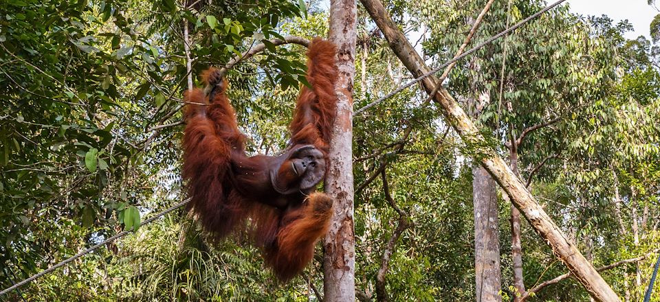 Entre randonnées en liberté et accompagnées et rencontre de la faune locale dans la région de Sarawak