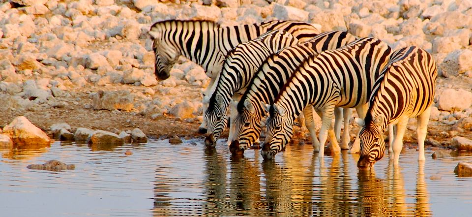 Les incontournables adaptés aux familles : croisière dauphins, safaris, désert, montagnes, peuple himba, centre des guépards...