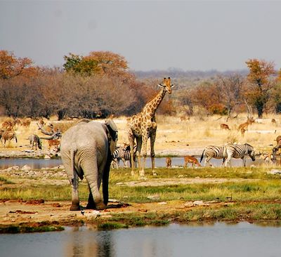 Voyage Namibie Botswana Zimbabwe : désert du Namib, Swakopmund, Damaraland, Etosha, Caprivi, Okavango, PN Chobe, Chutes Victoria